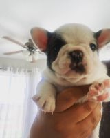 French Bulldog Puppies for sale in Colton, CA, USA. price: NA