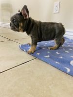 French Bulldog Puppies for sale in Houston, TX, USA. price: NA