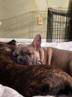 French Bulldog Puppies for sale in 6811 Glen Arbor Dr, Florence, KY 41042, USA. price: NA
