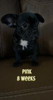 French Bulldog Puppies for sale in Salinas, CA, USA. price: NA