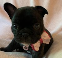 French Bulldog Puppies for sale in Circleville, NY 10919, USA. price: NA