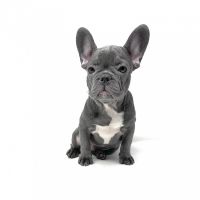 French Bulldog Puppies for sale in Spring, TX 77373, USA. price: NA