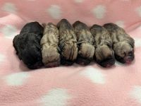 French Bulldog Puppies for sale in Hialeah, FL, USA. price: NA
