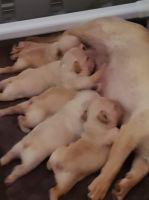 French Bulldog Puppies for sale in Lebanon, MO 65536, USA. price: NA