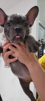 French Bulldog Puppies for sale in Lehigh Acres, FL 33976, USA. price: NA