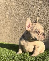 French Bulldog Puppies for sale in Bell, CA, USA. price: NA