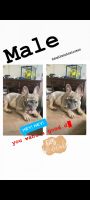 French Bulldog Puppies for sale in Long Beach, CA, USA. price: NA