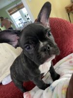 French Bulldog Puppies for sale in Ambler, PA 19002, USA. price: NA