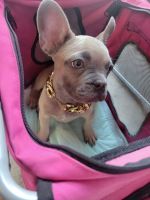 French Bulldog Puppies for sale in Fremont, CA, USA. price: NA