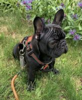 French Bulldog Puppies for sale in New Britain, CT, USA. price: NA