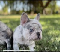 French Bulldog Puppies for sale in Fresno, CA 93706, USA. price: NA