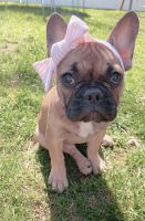 French Bulldog Puppies for sale in Rahway, NJ 07065, USA. price: NA