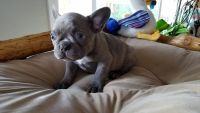 French Bulldog Puppies for sale in Castro Valley, CA, USA. price: NA