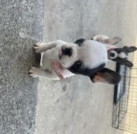 French Bulldog Puppies for sale in Anaheim, CA, USA. price: NA
