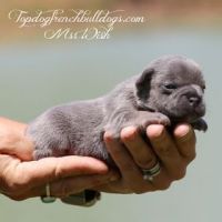 French Bulldog Puppies for sale in Huron, TN 38345, USA. price: NA