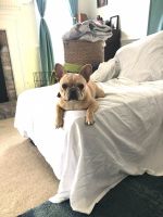 French Bulldog Puppies for sale in Moon Twp, PA, USA. price: NA