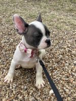 French Bulldog Puppies for sale in Ennis, TX, USA. price: NA