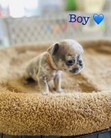 French Bulldog Puppies for sale in Bellflower, CA, USA. price: NA
