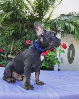 French Bulldog Puppies for sale in Riverside, CA 92509, USA. price: NA