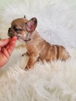 French Bulldog Puppies for sale in Tracy, CA, USA. price: NA