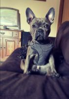 French Bulldog Puppies for sale in 590 NE Cherry Hill Rd, Sheridan, OR 97378, USA. price: NA