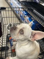 French Bulldog Puppies for sale in Van Nuys, Los Angeles, CA, USA. price: NA