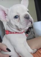 French Bulldog Puppies for sale in Hialeah, FL 33016, USA. price: NA