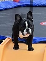 French Bulldog Puppies for sale in Eagle, NY 14009, USA. price: NA