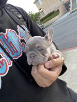 French Bulldog Puppies for sale in El Segundo, CA 90245, USA. price: NA