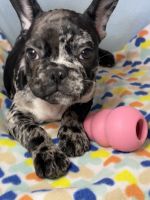 French Bulldog Puppies for sale in Fort Lee, NJ 07024, USA. price: NA