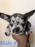 French Bulldog Puppies for sale in Hollywood, Los Angeles, CA, USA. price: NA