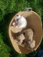 French Bulldog Puppies for sale in La Salle, IL, USA. price: NA