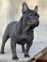 French Bulldog Puppies for sale in Dallas-Fort Worth Metropolitan Area, TX, USA. price: NA