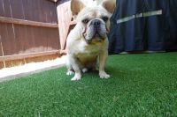 French Bulldog Puppies for sale in South Fulton, GA, USA. price: NA