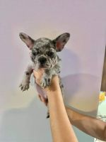 French Bulldog Puppies for sale in San Francisco, CA, USA. price: NA