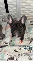 French Bulldog Puppies for sale in Kansas City, MO 64119, USA. price: NA