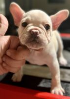 French Bulldog Puppies for sale in Lathrop, CA, USA. price: NA