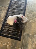 French Bulldog Puppies for sale in Pataskala, OH, USA. price: NA