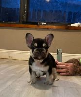 French Bulldog Puppies for sale in West Palm Beach, FL, USA. price: NA