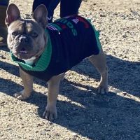 French Bulldog Puppies for sale in Lake Elsinore, CA, USA. price: NA