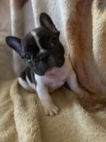French Bulldog Puppies for sale in Gloucester, VA 23061, USA. price: NA