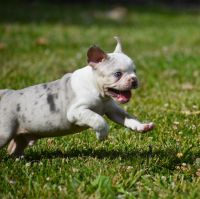 French Bulldog Puppies for sale in Berlin Heights, OH 44814, USA. price: NA