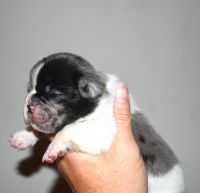 French Bulldog Puppies for sale in Berlin Heights, OH 44814, USA. price: NA