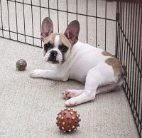 French Bulldog Puppies for sale in Brookville, IN 47012, USA. price: NA
