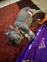 French Bulldog Puppies for sale in Largo, FL 33776, USA. price: NA
