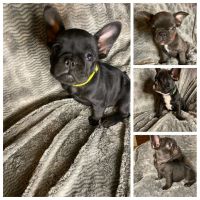 French Bulldog Puppies for sale in Mohave Valley, AZ 86440, USA. price: NA