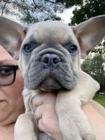 French Bulldog Puppies for sale in Ossipee, NH, USA. price: NA