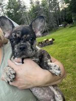 French Bulldog Puppies for sale in Ossipee, NH, USA. price: NA