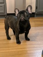 French Bulldog Puppies for sale in Winston-Salem, NC 27104, USA. price: NA