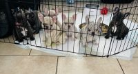 French Bulldog Puppies for sale in Las Vegas, NV, USA. price: NA